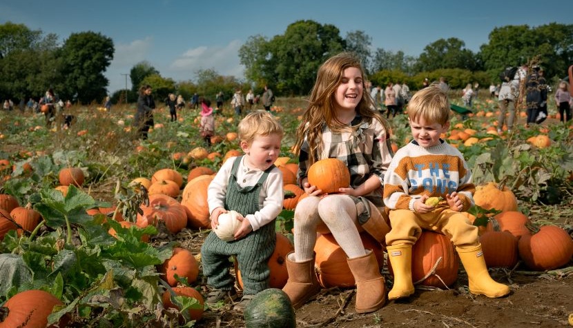Rogate Pumpkin Patch